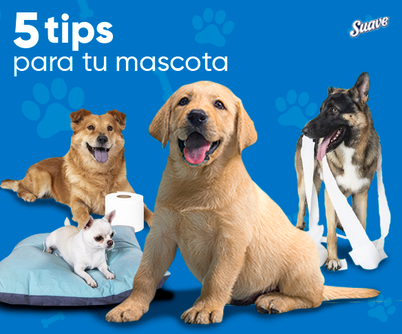 Scotty te regala cinco tips para proteger a tu mascota